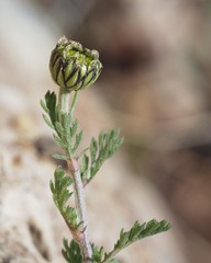 Anthemis punctata kabylica