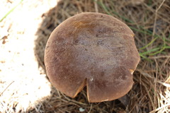 Sutorius australiensis