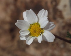 Anthemis punctata kabylica