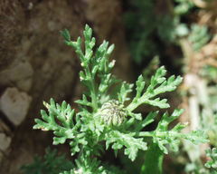 Anthemis punctata kabylica