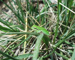 Hyla meridionalis