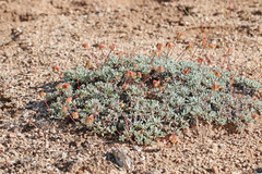 Eriogonum caespitosum