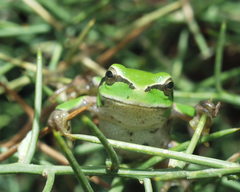 Hyla meridionalis