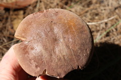 Sutorius australiensis