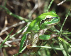 Hyla meridionalis