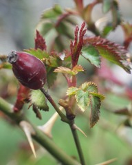 Rosa pouzinii