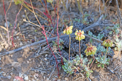 Eriogonum caespitosum