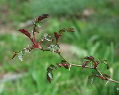 Rosa pouzinii
