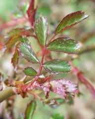 Rosa pouzinii
