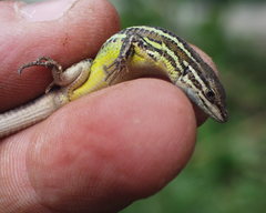 Psammodromus blanci