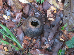 Dasyprocta variegata