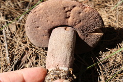 Sutorius australiensis