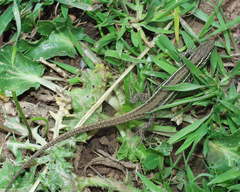 Psammodromus blanci