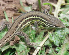 Psammodromus blanci