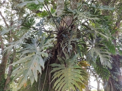 Philodendreae