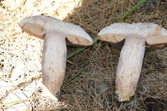 Sutorius australiensis