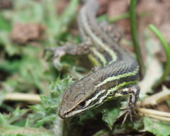 Psammodromus blanci