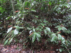 Miconia nervosa