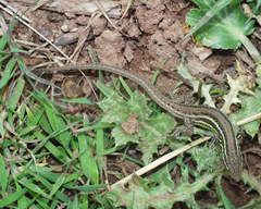 Psammodromus blanci