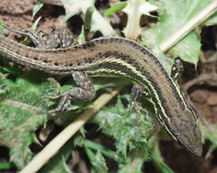 Psammodromus blanci
