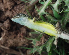 Psammodromus blanci