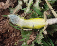 Psammodromus blanci