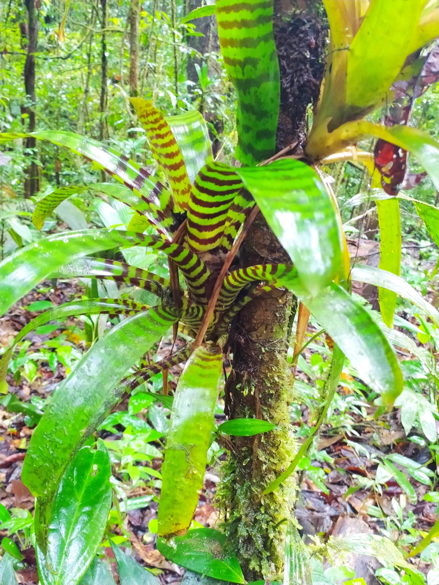 Vriesea splendens