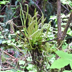 Exobasidium parvifolii