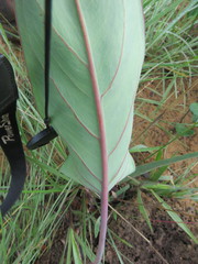 Synandrospadix vermitoxicus