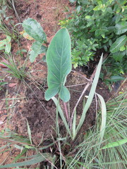 Synandrospadix vermitoxicus