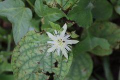 Passiflora capsularis
