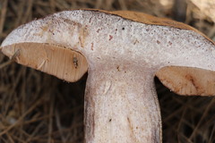 Sutorius australiensis