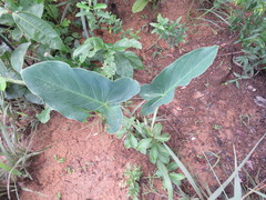 Synandrospadix vermitoxicus