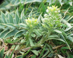 Alyssum granatense image