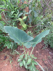 Synandrospadix vermitoxicus