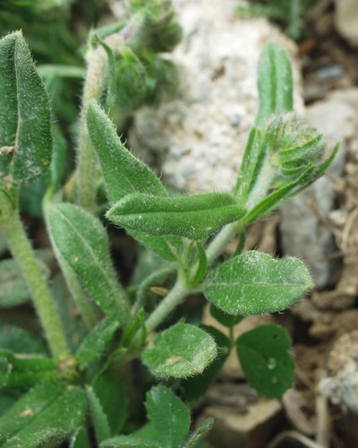 Helianthemum helianthemoides image