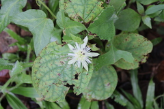 Passiflora capsularis