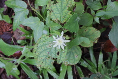 Passiflora capsularis