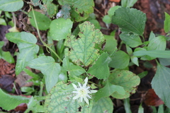 Passiflora capsularis