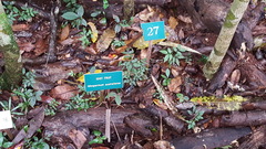 Idiospermum australiense