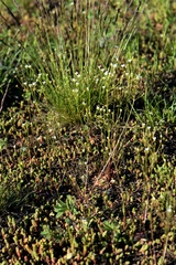 Androsace septentrionalis