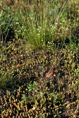 Androsace septentrionalis