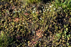 Androsace septentrionalis