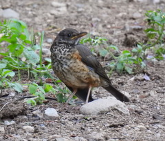 Turdus olivaceus culminans