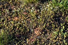 Androsace septentrionalis