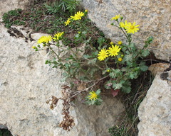 Senecio duriaei