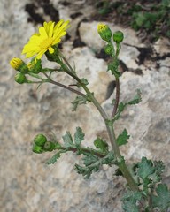 Senecio duriaei