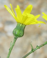 Senecio duriaei