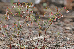 Eriogonum nutans nutans