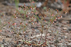 Eriogonum nutans nutans
